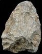 Polished Fossil Coral Head - Morocco #60020-1